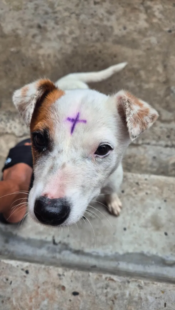 Cachorro ra a SRD-ViraLata idade 2 a 6 meses nome Lua