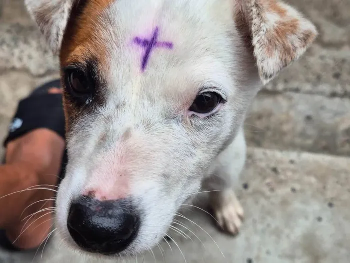 Cachorro ra a SRD-ViraLata idade 2 a 6 meses nome Lua
