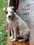 Lua