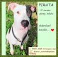 Pirata