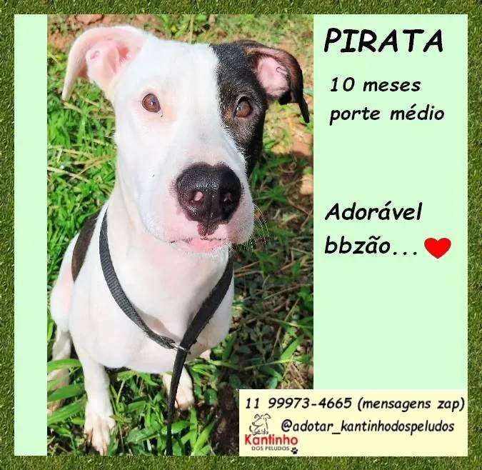 Cachorro ra a Pit-Bull idade 7 a 11 meses nome Pirata