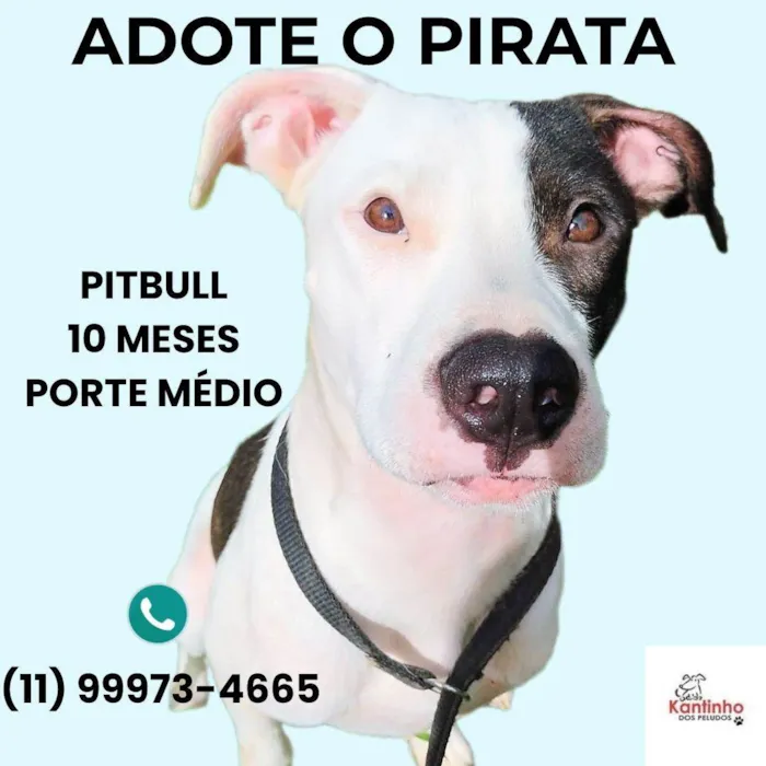 Cachorro ra a Pit-Bull idade 7 a 11 meses nome Pirata