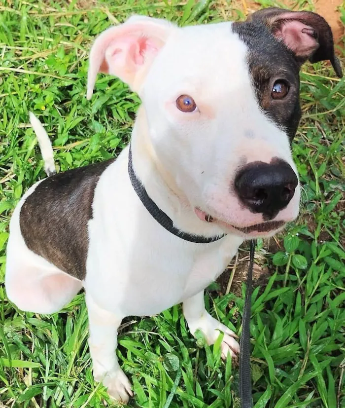 Cachorro ra a Pit-Bull idade 7 a 11 meses nome Pirata
