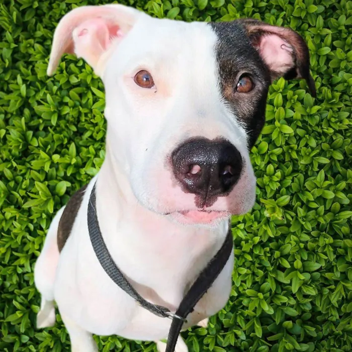 Cachorro ra a Pit-Bull idade 7 a 11 meses nome Pirata
