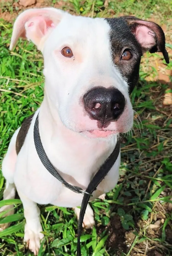Cachorro ra a Pit-Bull idade 7 a 11 meses nome Pirata