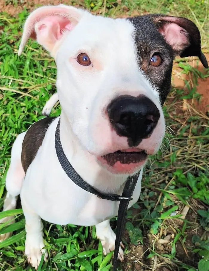 Cachorro ra a Pit-Bull idade 7 a 11 meses nome Pirata