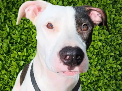 Cachorro raça Pit-Bull idade 7 a 11 meses nome Pirata
