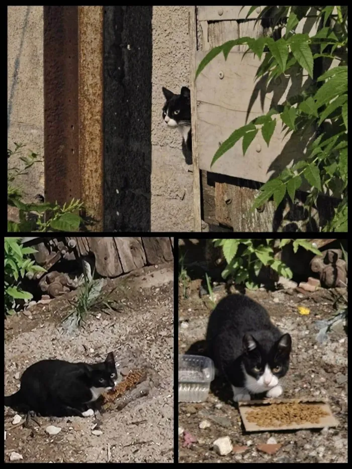 Gato ra a SRD-ViraLata idade 1 ano nome Gatos para adoção