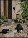 Gatos para adoção