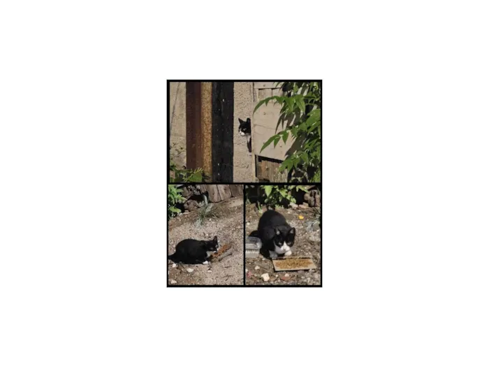 Gato ra a SRD-ViraLata idade 1 ano nome Gatos para adoção