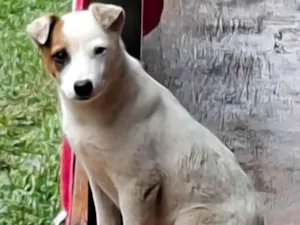 Cachorro raça SRD-ViraLata idade 2 a 6 meses nome Lua