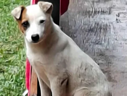Cachorro raça SRD-ViraLata idade 2 a 6 meses nome Lua