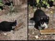 Gatos para adoção