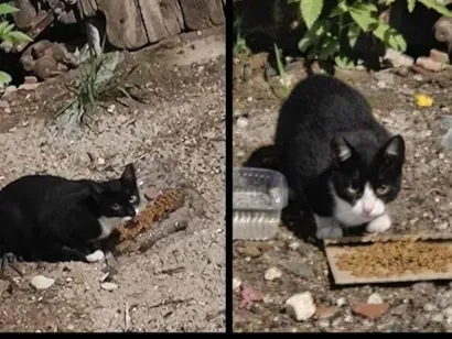 Gato raça SRD-ViraLata idade 1 ano nome Gatos para adoção