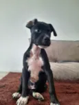 Pretinha
