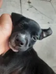 Pretinha