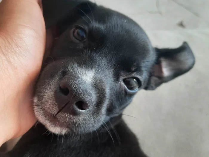 Cachorro ra a SRD-ViraLata idade 2 a 6 meses nome Pretinha 