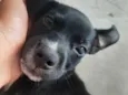 Pretinha