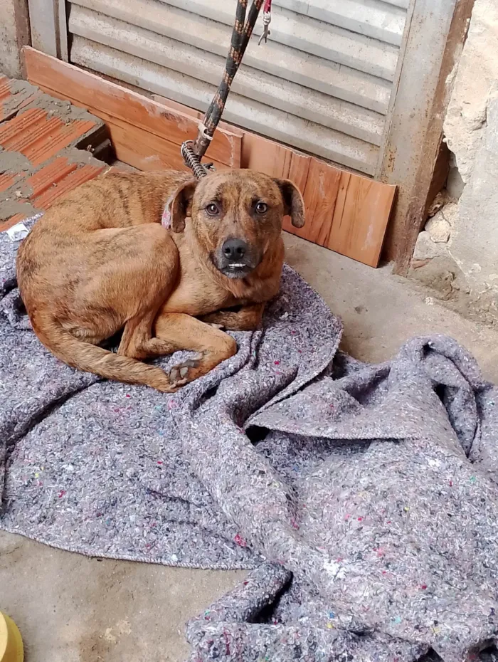 Cachorro ra a SRD-ViraLata idade 2 anos nome Kira