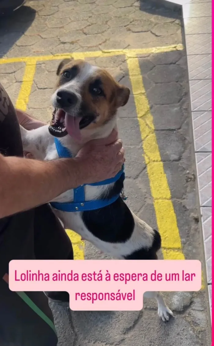 Cachorro ra a SRD-ViraLata idade 2 anos nome Lola 