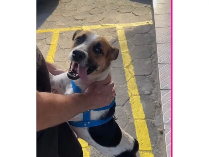 Cachorro ra a SRD-ViraLata idade 2 anos nome Lola 