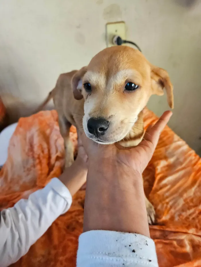 Cachorro ra a SRD-ViraLata idade 2 a 6 meses nome Não possui nome 