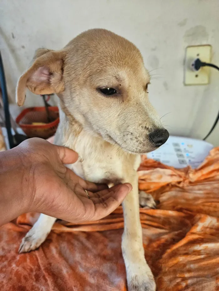 Cachorro ra a SRD-ViraLata idade 2 a 6 meses nome Não possui nome 