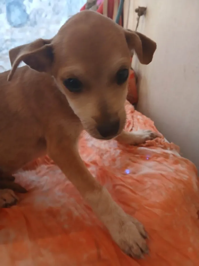 Cachorro ra a SRD-ViraLata idade 2 a 6 meses nome Não possui nome 