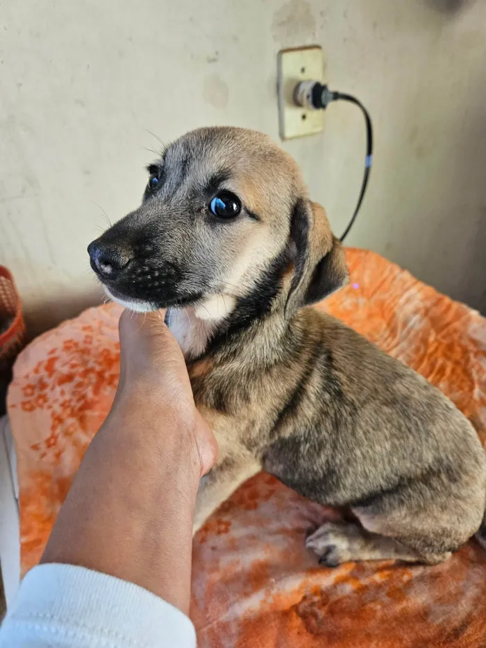 Cachorro ra a SRD-ViraLata idade 2 a 6 meses nome Não possui nome 