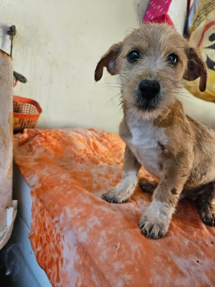 Cachorro ra a SRD-ViraLata idade 2 a 6 meses nome Não possui nome 