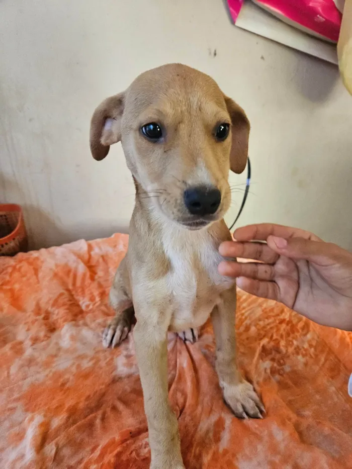 Cachorro ra a SRD-ViraLata idade 2 a 6 meses nome Não possui nome 