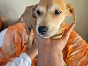 Cachorro raça SRD-ViraLata idade 2 a 6 meses nome Não possui nome 