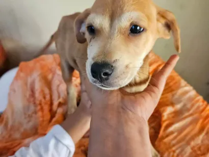 Cachorro raça SRD-ViraLata idade 2 a 6 meses nome Não possui nome 