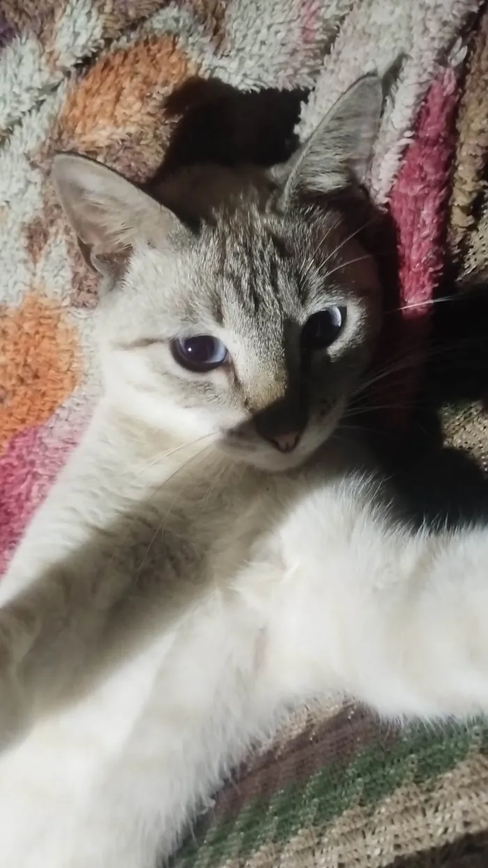 Gato ra a SRD-ViraLata idade 2 a 6 meses nome Leopoldo 