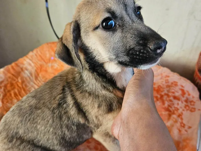 Cachorro ra a SRD-ViraLata idade 2 a 6 meses nome Não possui nome 