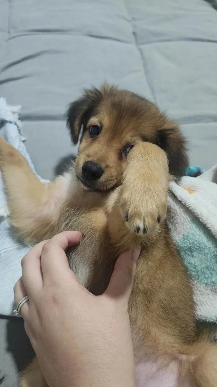 Cachorro ra a SRD-ViraLata idade 2 a 6 meses nome Arnold