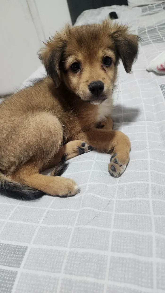 Cachorro ra a SRD-ViraLata idade 2 a 6 meses nome Arnold