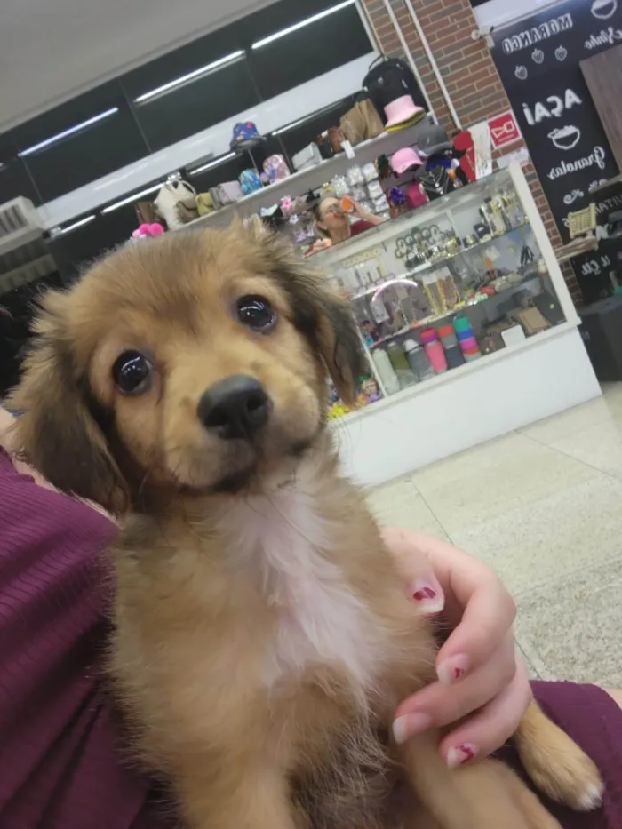 Cachorro ra a SRD-ViraLata idade 2 a 6 meses nome Arnold