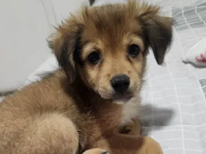 Cachorro raça SRD-ViraLata idade 2 a 6 meses nome Arnold