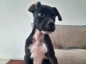 Cachorro raça SRD-ViraLata idade 2 a 6 meses nome Pretinha 