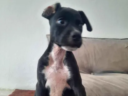 Cachorro raça SRD-ViraLata idade 2 a 6 meses nome Pretinha 