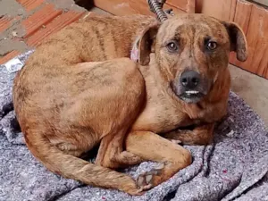 Cachorro raça SRD-ViraLata idade 2 anos nome Kira