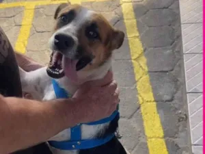 Cachorro raça SRD-ViraLata idade 2 anos nome Lola 