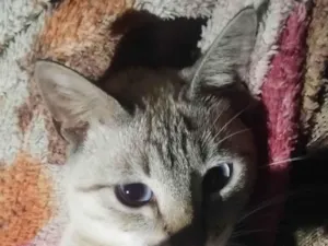Gato raça SRD-ViraLata idade 2 a 6 meses nome Leopoldo 
