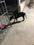 Sirius 