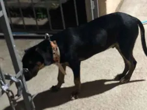 Cachorro raça SRD-ViraLata idade 7 a 11 meses nome Sirius 