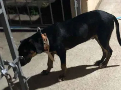 Cachorro raça SRD-ViraLata idade 7 a 11 meses nome Sirius 