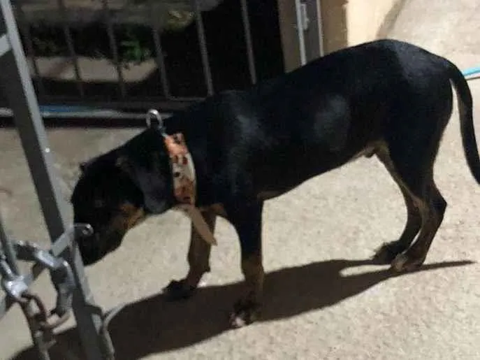 Cachorro ra a SRD-ViraLata idade 7 a 11 meses nome Sirius 