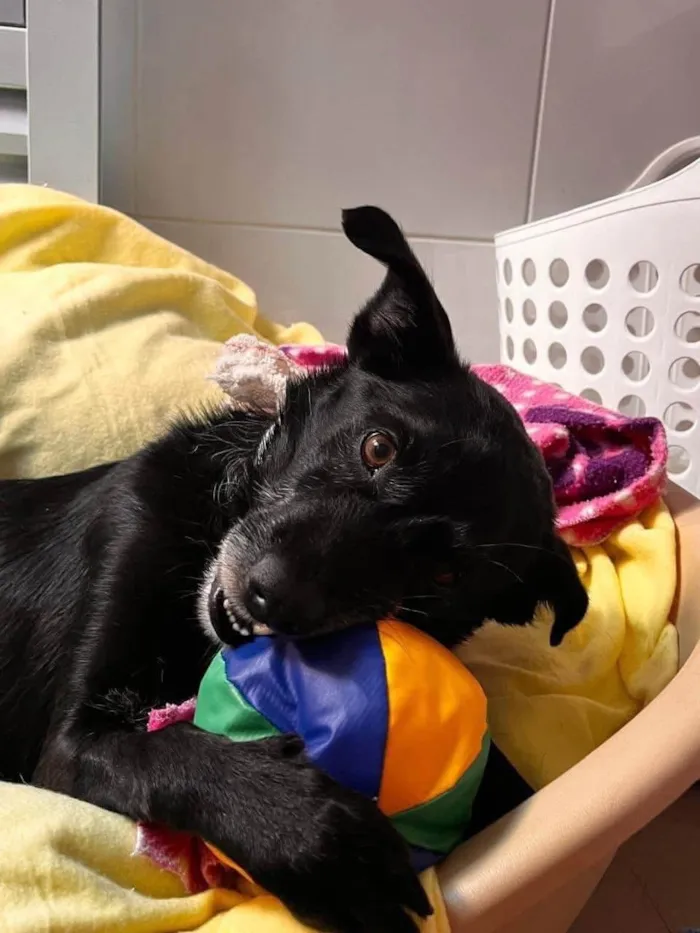 Cachorro ra a SRD-ViraLata idade 4 anos nome Vivaldi