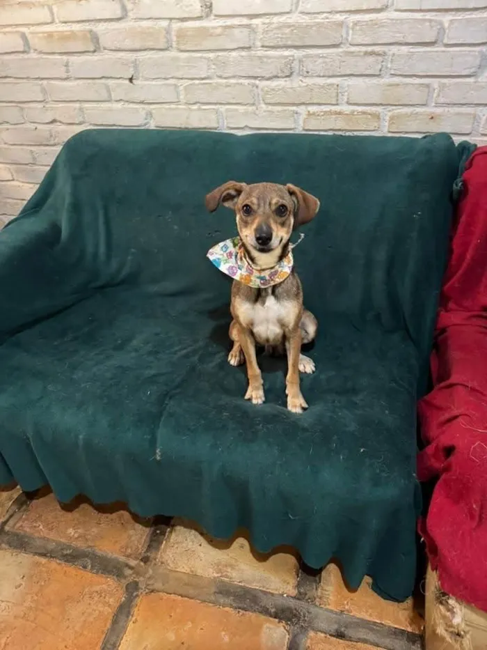 Cachorro ra a SRD-ViraLata idade 1 ano nome Beatriz 